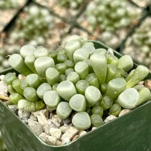Baby Toe Succulent Live Plant – Fenestraria Rhopalophylla – 2 inch pot or 4 inch pot – Indoor - Image 2