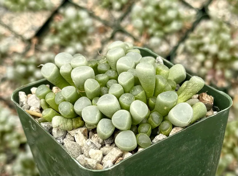 Baby Toe Succulent Live Plant – Fenestraria Rhopalophylla – 2 inch pot or 4 inch pot – Indoor - Image 2
