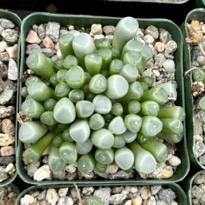 Baby Toe Succulent Live Plant - Fenestraria Rhopalophylla - 2 Inch or 4 Inch Pot - Image 3