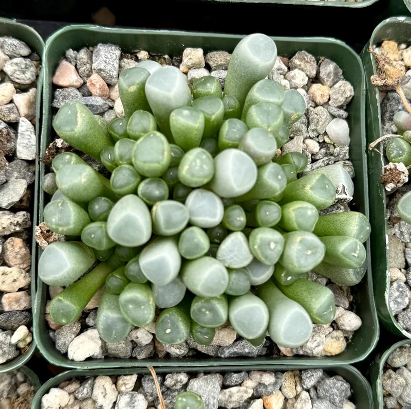 Baby Toe Succulent Live Plant - Fenestraria Rhopalophylla - 2 Inch or 4 Inch Pot - Image 3