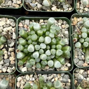 Baby Toe Succulent Live Plant - Fenestraria Rhopalophylla - 2 Inch or 4 Inch Pot - Image 4