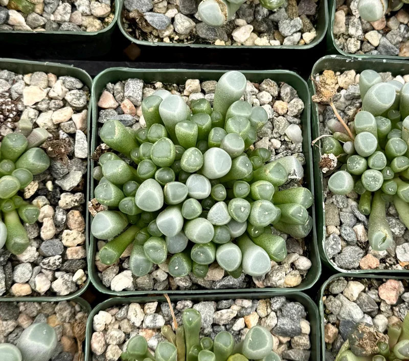 Baby Toe Succulent Live Plant – Fenestraria Rhopalophylla – 2 inch pot or 4 inch pot – Indoor - Image 4