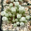 Baby Toe Succulent Live Plant - Fenestraria Rhopalophylla - 2 Inch or 4 Inch Pot - Image 1