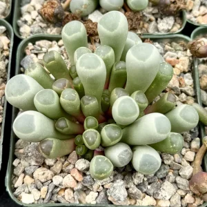 Baby Toe Succulent Live Plant - Fenestraria Rhopalophylla - 2 Inch or 4 Inch Pot - Image 1