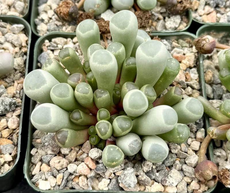 Baby Toe Succulent Live Plant - Fenestraria Rhopalophylla - 2 Inch or 4 Inch Pot - Image 1