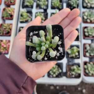 Baby Toes Succulent Live Plant - Fenestraria rhopalophylla - Rare Indoor/Outdoor - Image 2