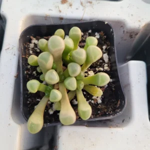 Baby Toes Succulent Live Plant - Fenestraria rhopalophylla - Rare Indoor/Outdoor - Image 3