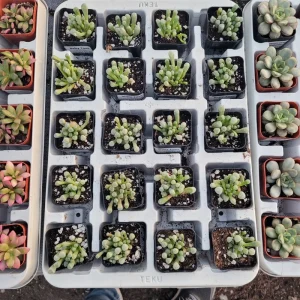 Baby Toes Succulent Live Plant - Fenestraria rhopalophylla - Rare Indoor/Outdoor - Image 4