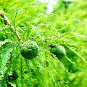 Bald Cypress Tree Live Plant, Taxodium Distichum, 6-10 Inch Tall, 4 Inch Pot, Outdoor - Image 1