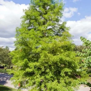 Bald Cypress Tree Live Plant, Taxodium Distichum, 6-10 Inch Tall, 4 Inch Pot, Outdoor - Image 2
