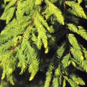 Bald Cypress Tree Live Plant, Taxodium Distichum, 6-10 Inch Tall, 4 Inch Pot, Outdoor - Image 3