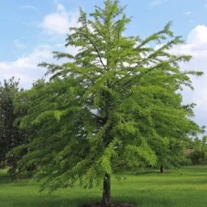 Bald Cypress Tree Live Plant, Taxodium Distichum, 6-10 Inch Tall, 4 Inch Pot, Outdoor - Image 4