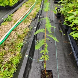 Bald Cypress Tree Live Plant, Taxodium Distichum, 6-10 Inch Tall, 4 Inch Pot, Outdoor - Image 5