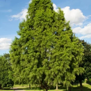 Bald Cypress Tree Live Plant, Taxodium Distichum, 6-10 Inch Tall, 4 Inch Pot, Outdoor - Image 6