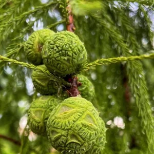 Bald Cypress Trees Live Plants - Set of 5 Bare Root, 6-12 Inch Tall Taxodium Distichum for Outdoor - Image 10