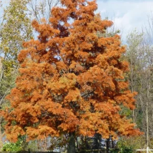 Bald Cypress Trees Live Plants - Set of 5 Bare Root, 6-12 Inch Tall Taxodium Distichum for Outdoor - Image 2