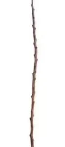 Bald Cypress Trees Live Plants - Set of 5 Bare Root, 6-12 Inch Tall Taxodium Distichum for Outdoor - Image 3