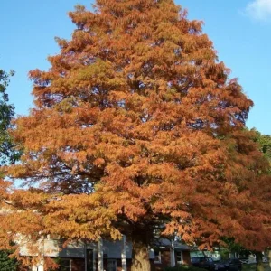 Bald Cypress Trees Live Plants - Set of 5 Bare Root, 6-12 Inch Tall Taxodium Distichum for Outdoor - Image 4