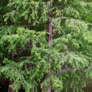 Bald Cypress Trees Live Plants - Set of 5 Bare Root, 6-12 Inch Tall Taxodium Distichum for Outdoor - Image 5