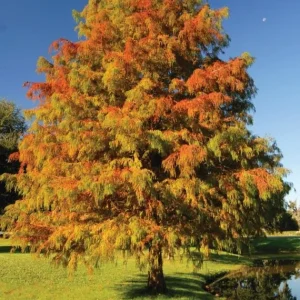 Bald Cypress Trees Live Plants - Set of 5 Bare Root, 6-12 Inch Tall Taxodium Distichum for Outdoor - Image 1