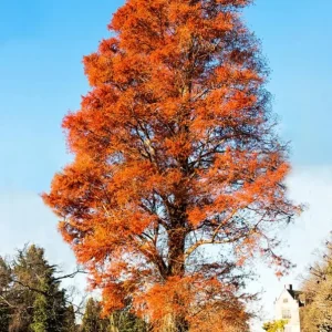 Bald Cypress Trees Live Plants - Set of 5 Bare Root, 6-12 Inch Tall Taxodium Distichum for Outdoor - Image 6