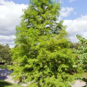 Bald Cypress Trees Live Plants - Set of 5 Bare Root, 6-12 Inch Tall Taxodium Distichum for Outdoor - Image 7