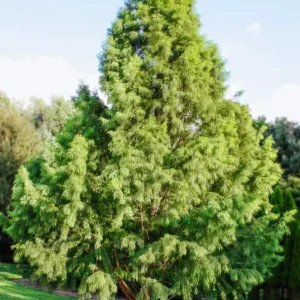 Bald Cypress Trees Live Plants - Set of 5 Bare Root, 6-12 Inch Tall Taxodium Distichum for Outdoor - Image 8