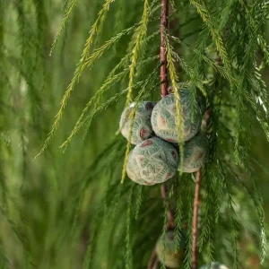 Bald Cypress Trees Live Plants - Set of 5 Bare Root, 6-12 Inch Tall Taxodium Distichum for Outdoor - Image 9
