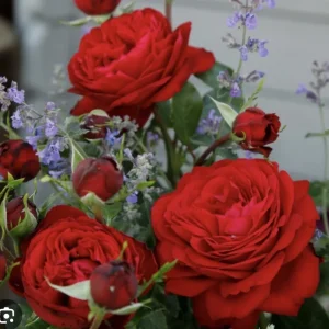 Bare Root Hybrid Tea Rose Plant - Double Red Flowers, 3-7 Inch Tall - Image 1