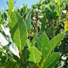 Bay Laurel Live Plant - Laurus Nobilis - 5-7 Inches Tall - Culinary Herb - Image 1