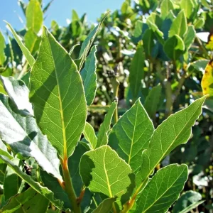 Bay Laurel Live Plant - Laurus Nobilis - 5-7 Inches Tall - Culinary Herb - Image 1