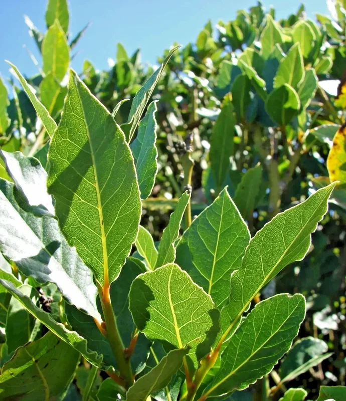 Bay Laurel Live Plant - Laurus Nobilis - 5-7 Inches Tall - Culinary Herb - Image 1