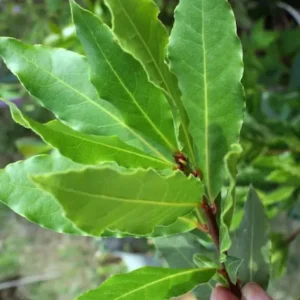 Bay Leaf Live Plant – 7-inch Tall Culinary Herb in 4-inch Pot – Indoor/Outdoor - Image 3