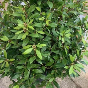 Bay Leaf Live Plant – 7-inch Tall Culinary Herb in 4-inch Pot – Indoor/Outdoor - Image 4