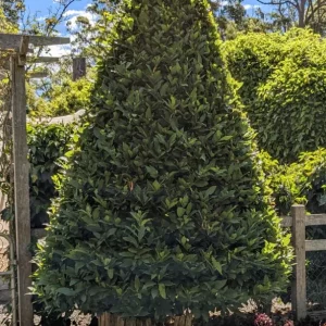 Bay Leaf Live Plant – 7-inch Tall Culinary Herb in 4-inch Pot – Indoor/Outdoor - Image 5