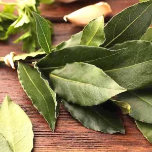 Bay Leaf Live Plant – 7-inch Tall Culinary Herb in 4-inch Pot – Indoor/Outdoor - Image 6