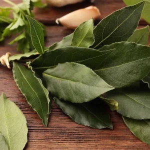 Bay Leaf Live Plant – 7-inch Tall Culinary Herb in 4-inch Pot – Indoor/Outdoor - Image 7