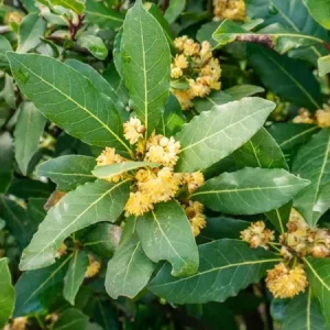 Bay Leaf Live Plant – 7-inch Tall Culinary Herb in 4-inch Pot – Indoor/Outdoor - Image 8