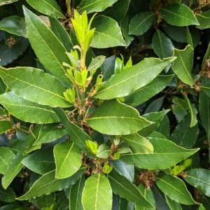 Bay Leaf Live Plant – 7-inch Tall Culinary Herb in 4-inch Pot – Indoor/Outdoor - Image 1