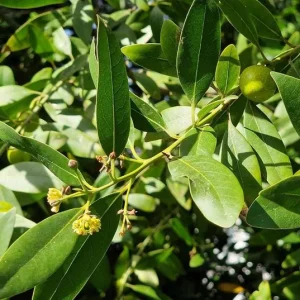 Bay Leaf Live Plant – Laurus nobilis Culinary Herb – 8-10 In Tall – 3 Inch Pot - Image 2