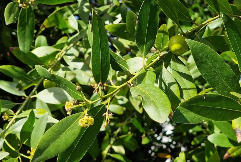 Bay Leaf Live Plant – Laurus nobilis Culinary Herb – 8-10 In Tall – 3 Inch Pot - Image 2