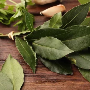 Bay Leaf Live Plant – Laurus nobilis Culinary Herb – 8-10 In Tall – 3 Inch Pot - Image 3