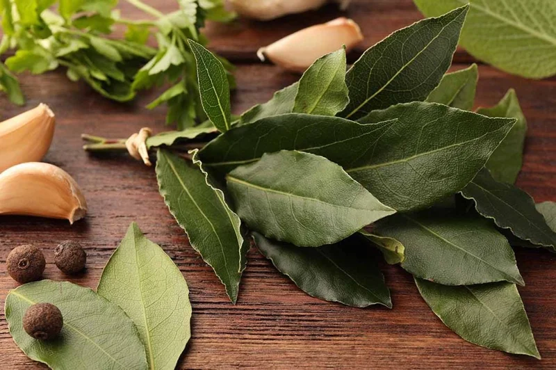 Bay Leaf Live Plant – Laurus nobilis Culinary Herb – 8-10 In Tall – 3 Inch Pot - Image 3