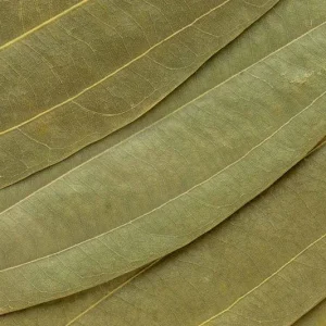 Bay Leaf Live Plant – Laurus nobilis Culinary Herb – 8-10 In Tall – 3 Inch Pot - Image 4