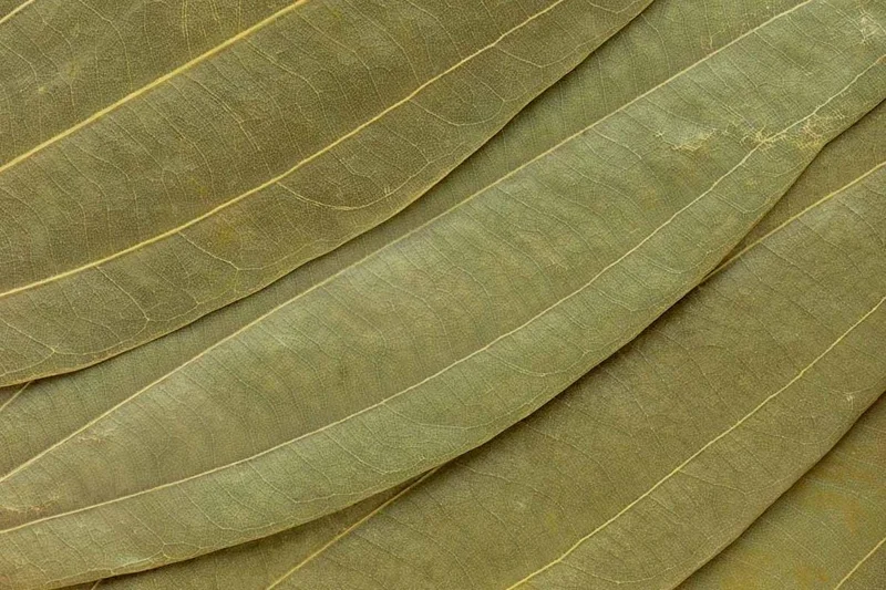 Bay Leaf Live Plant – Laurus nobilis Culinary Herb – 8-10 In Tall – 3 Inch Pot - Image 4