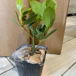 Bay Leaf Live Plant – Laurus nobilis Culinary Herb – 8-10 In Tall – 3 Inch Pot - Image 5