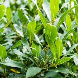 Bay Leaf Live Plant – Laurus nobilis Culinary Herb – 8-10 In Tall – 3 Inch Pot - Image 1