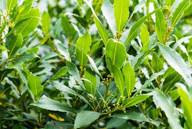 Bay Leaf Live Plant – Laurus nobilis Culinary Herb – 8-10 In Tall – 3 Inch Pot - Image 1