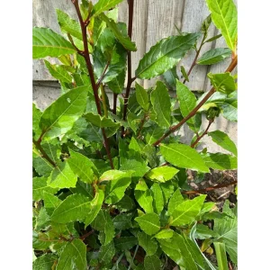 Bay Leaf Live Plant Laurus Nobilis Sweet Bay Starter, 4 Inch Pot - Image 3