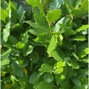 Bay Leaf Live Plant Laurus Nobilis Sweet Bay Starter, 4 Inch Pot - Image 4
